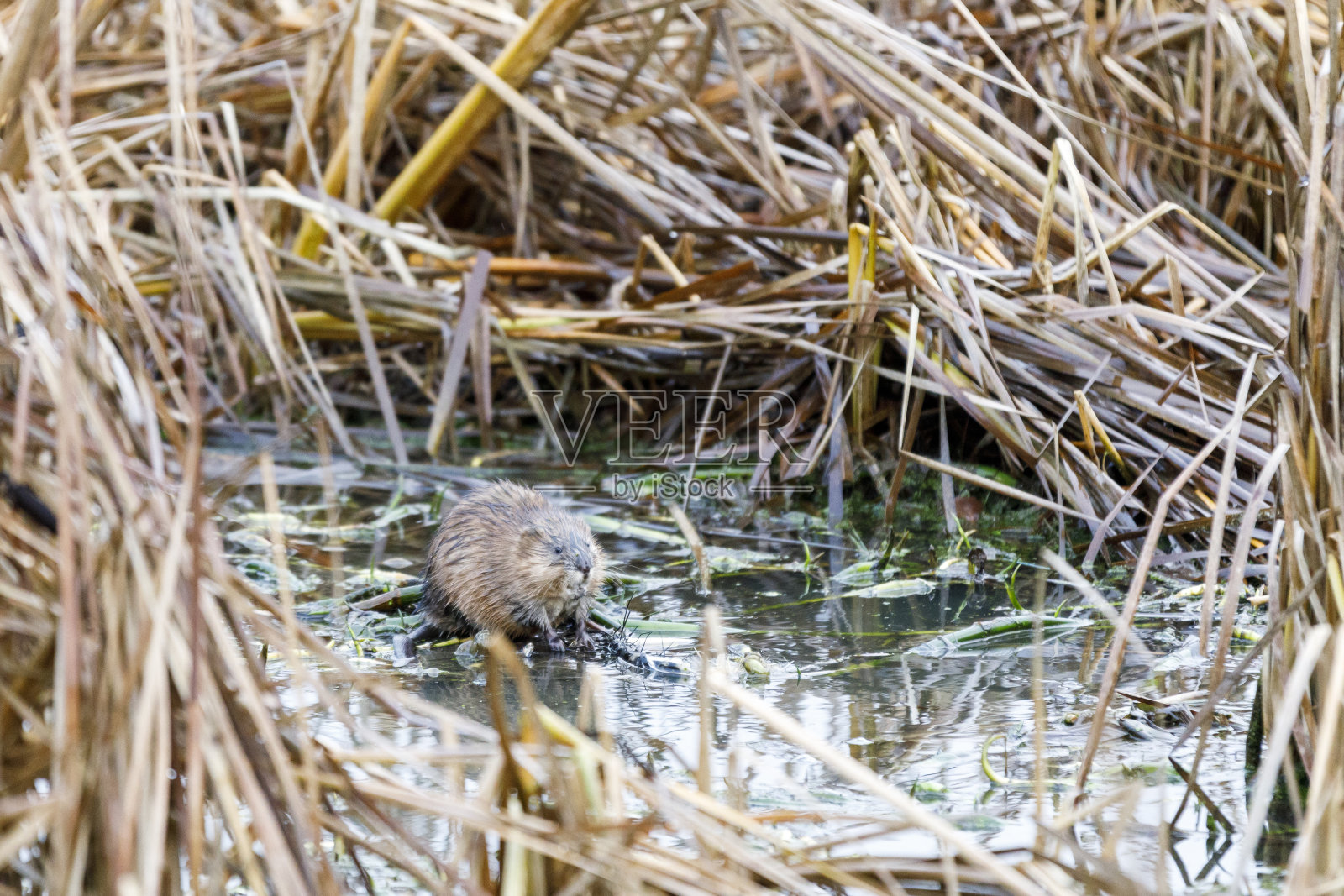 海狸在干草之间的水池里照片摄影图片