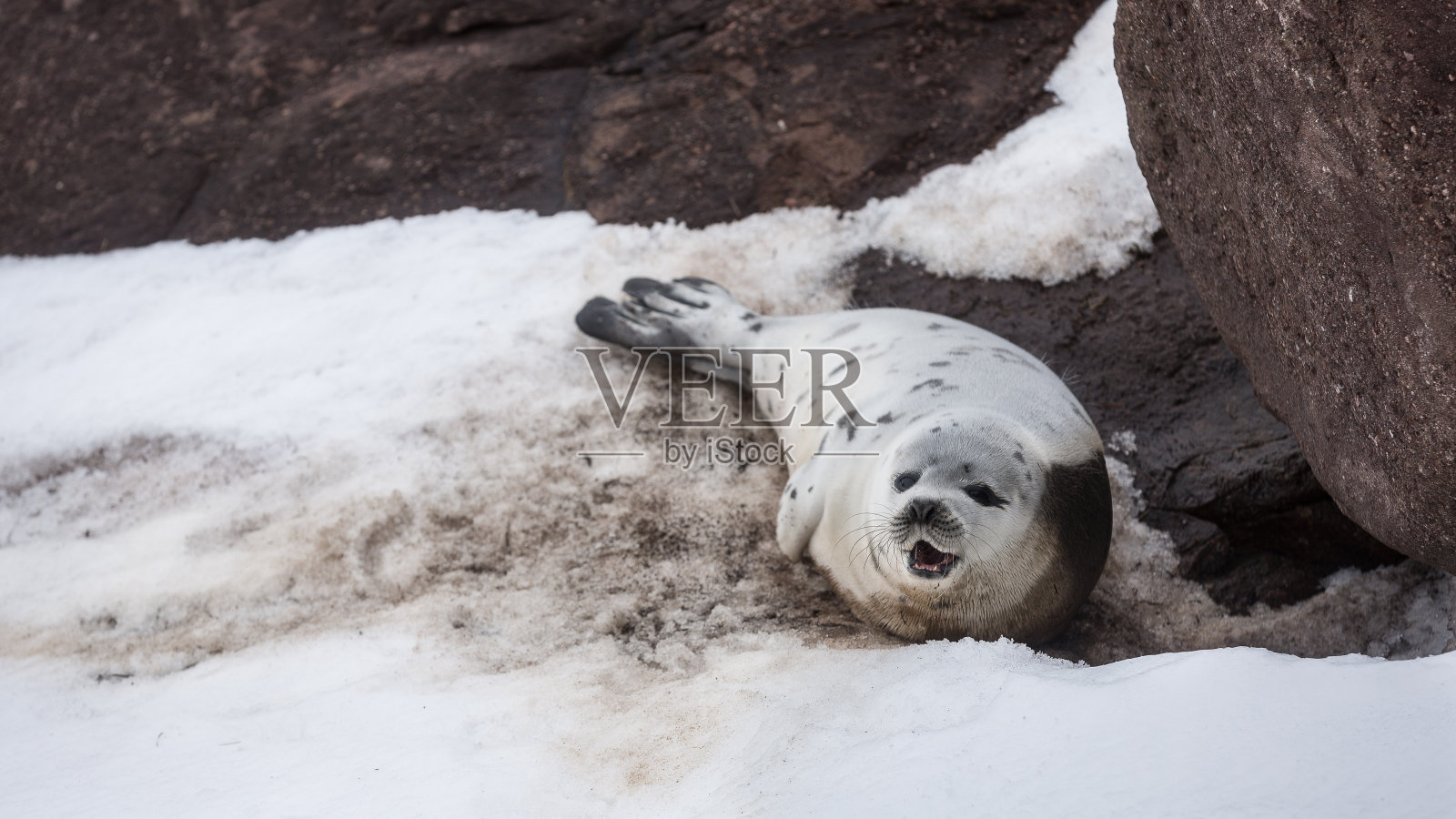 年轻的格陵兰海豹在浮冰和海岸岩石上照片摄影图片