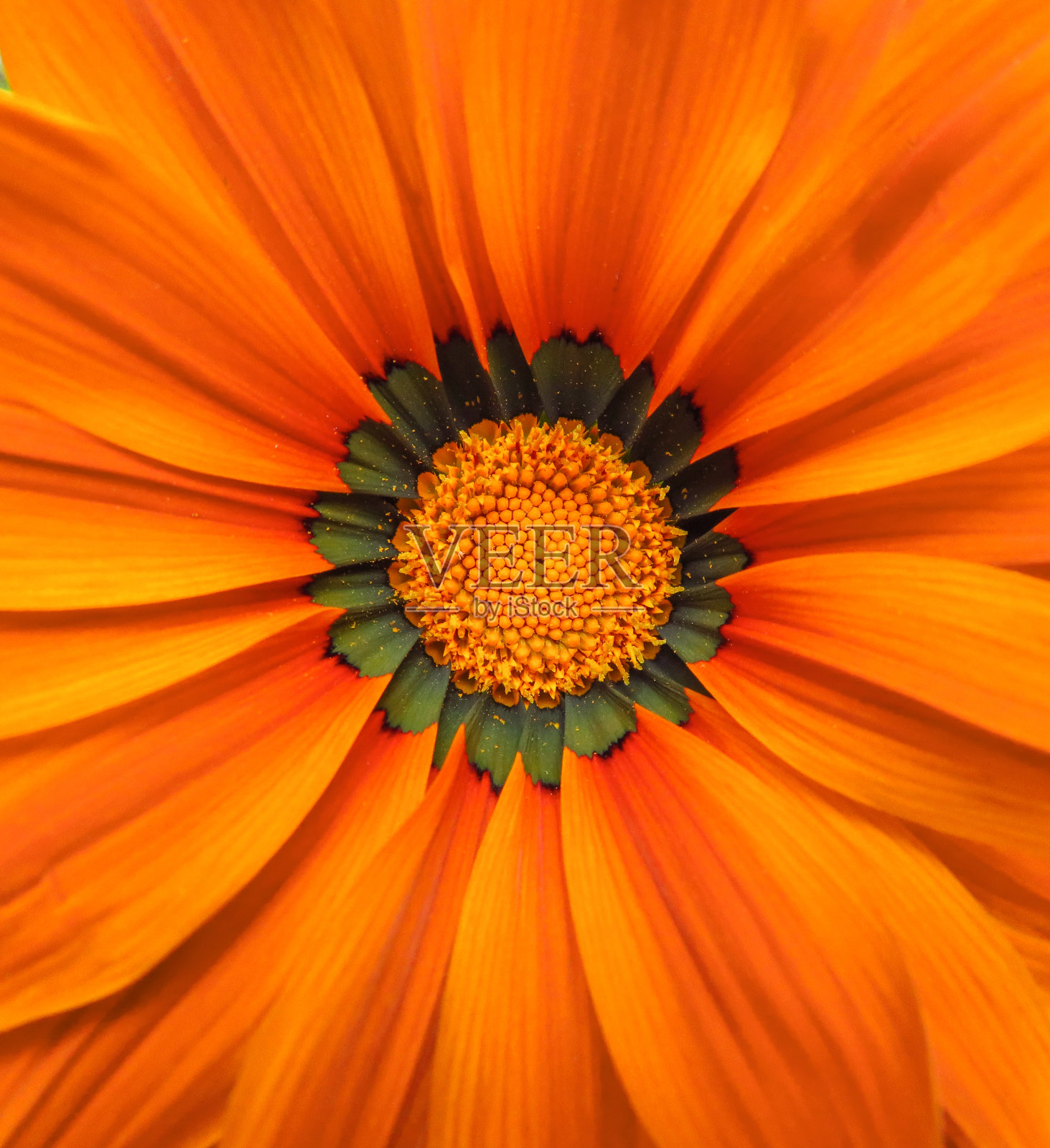非洲菊花大橙色背景图片素材