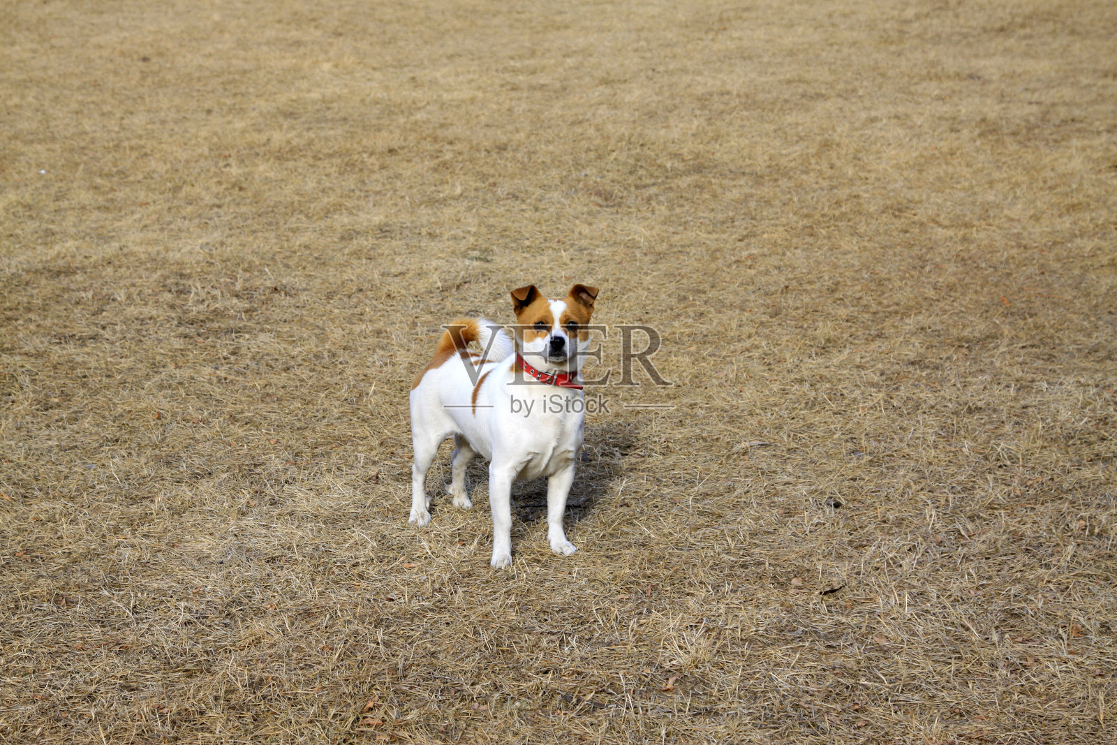宠物狗在野草地上，特写照片照片摄影图片