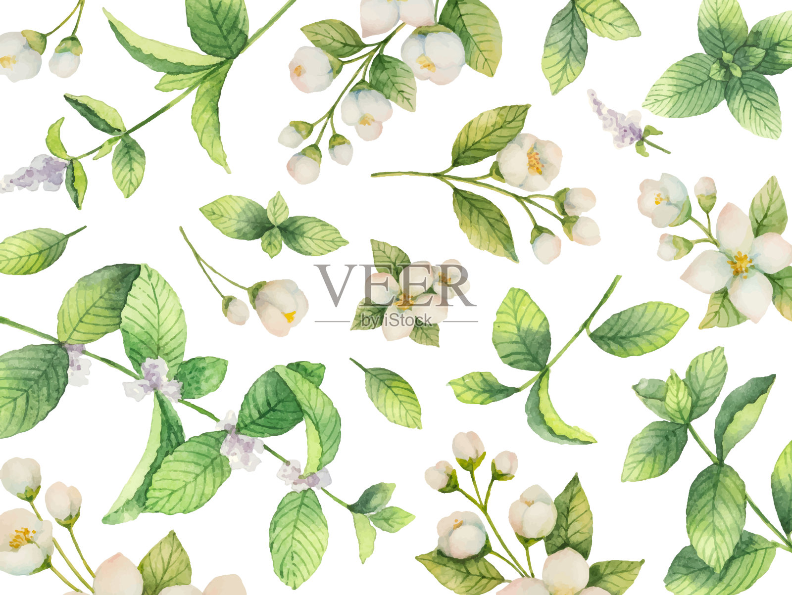 水彩向量卡的花茉莉和薄荷枝孤立在白色的背景。插画图片素材