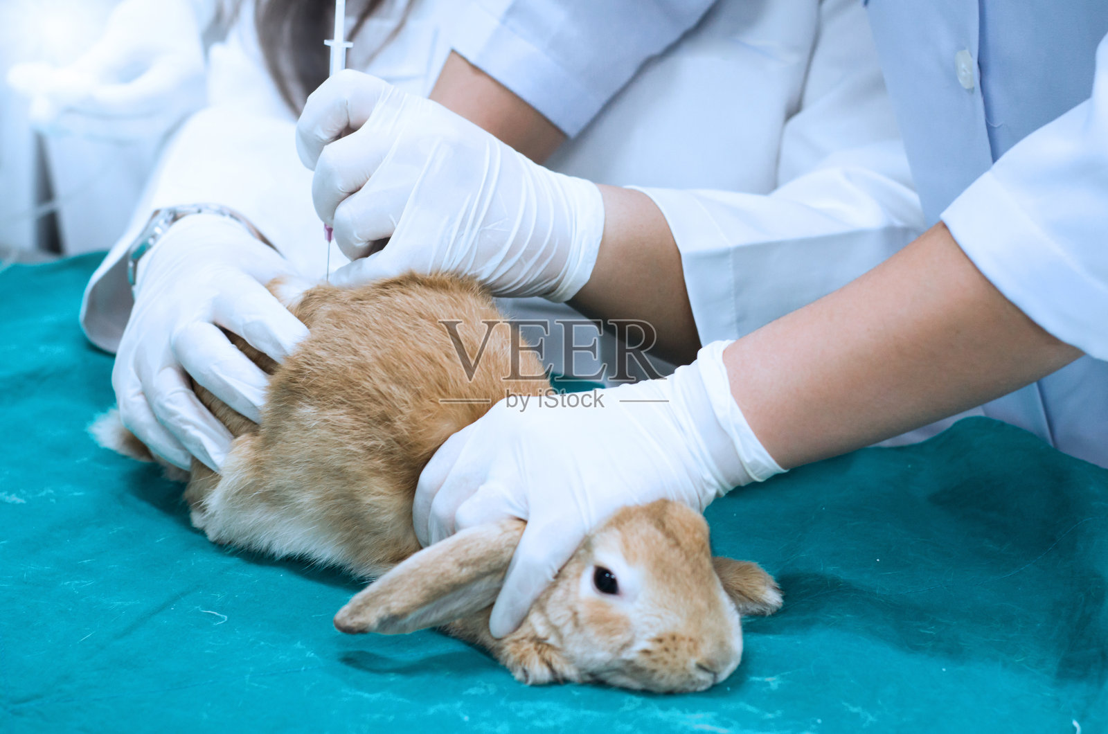 动物保健理念。手医或兽医在手术室检查并使用注射器和注射可爱的兔子在绿色的窗帘和动物麻醉术前照片摄影图片