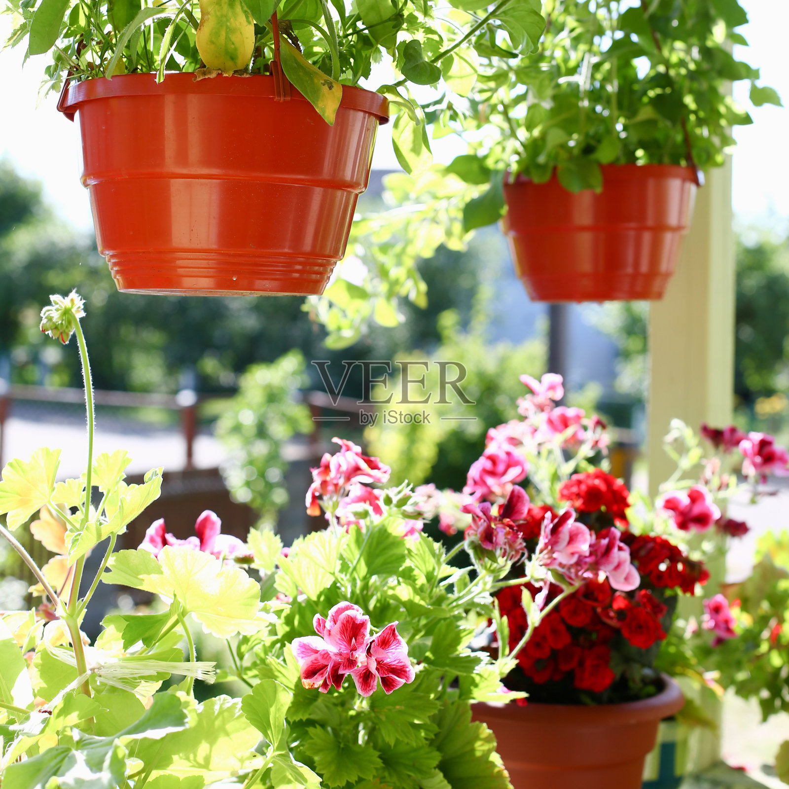 阳台窗台上花盆里的花，春天的背景照片摄影图片