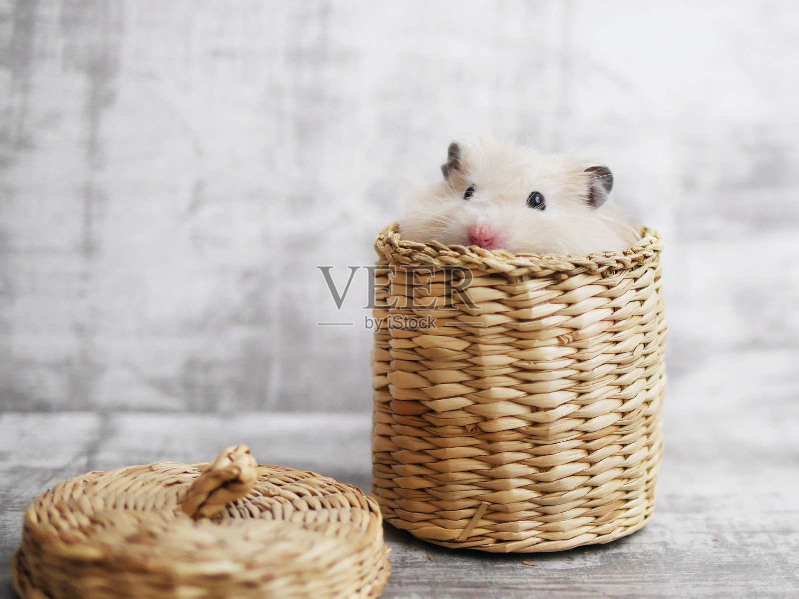 一只可爱的毛茸茸的仓鼠从柳条篮子里探出来。灰色漂白背景。有趣的动物。有动物的贺卡。照片摄影图片