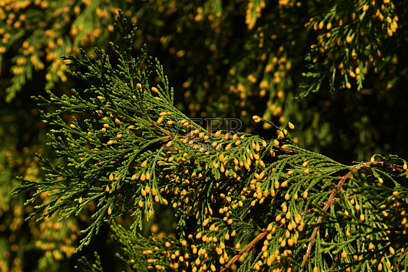 香柏木的针叶分枝与小的黄色球果可见，清澈的蓝天背景照片摄影图片