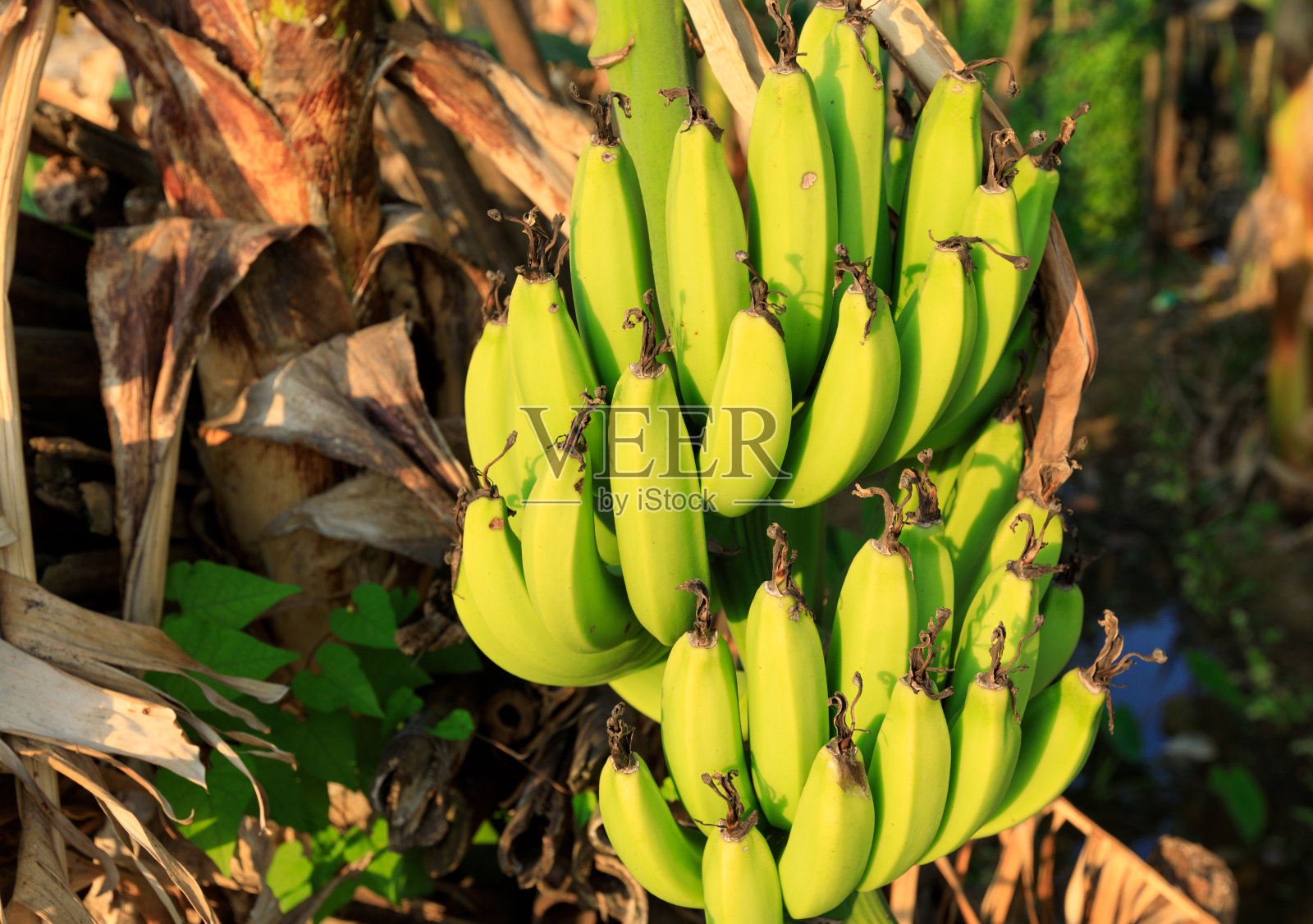 香蕉树，上面长着一串香蕉照片摄影图片