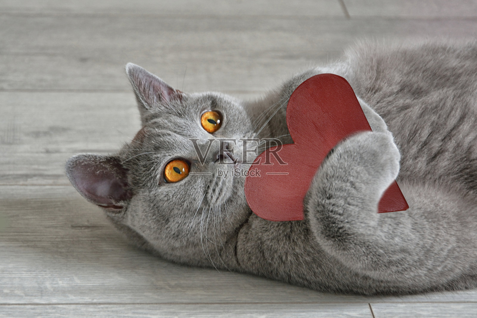 贺卡上有一只英国短毛猫，上面有一颗红心。情人节的概念。照片摄影图片