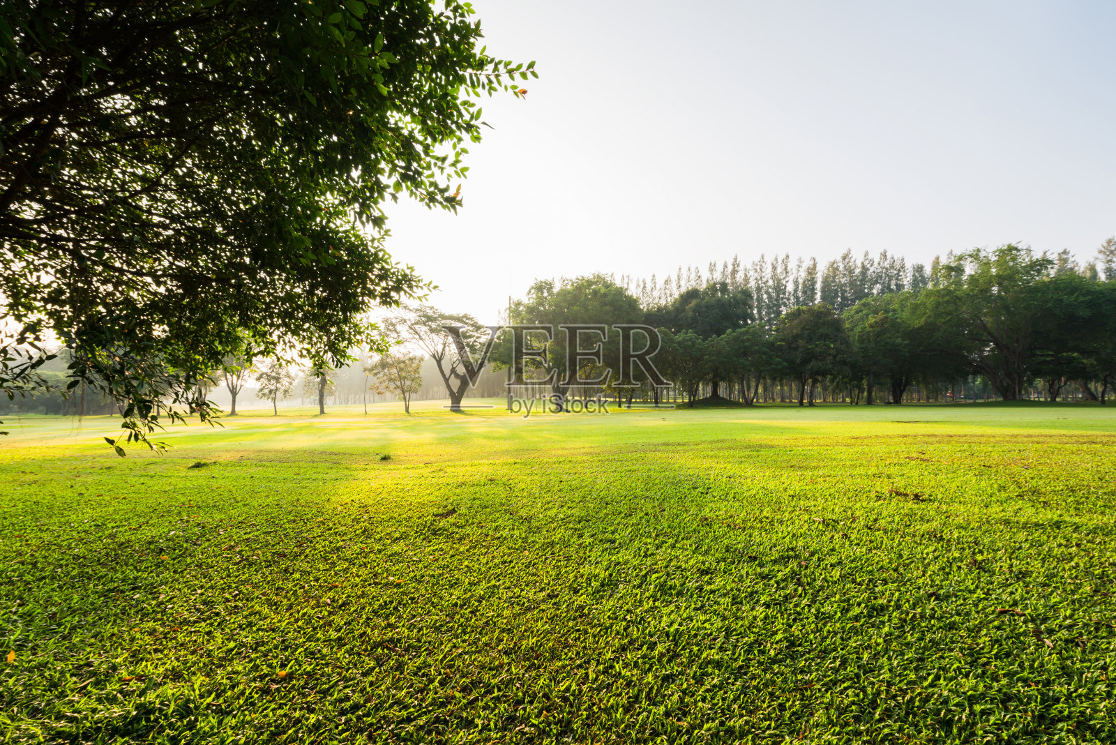 景色绿色的花园和草地在早晨与树木，美妙的阳光在自然公园照片摄影图片