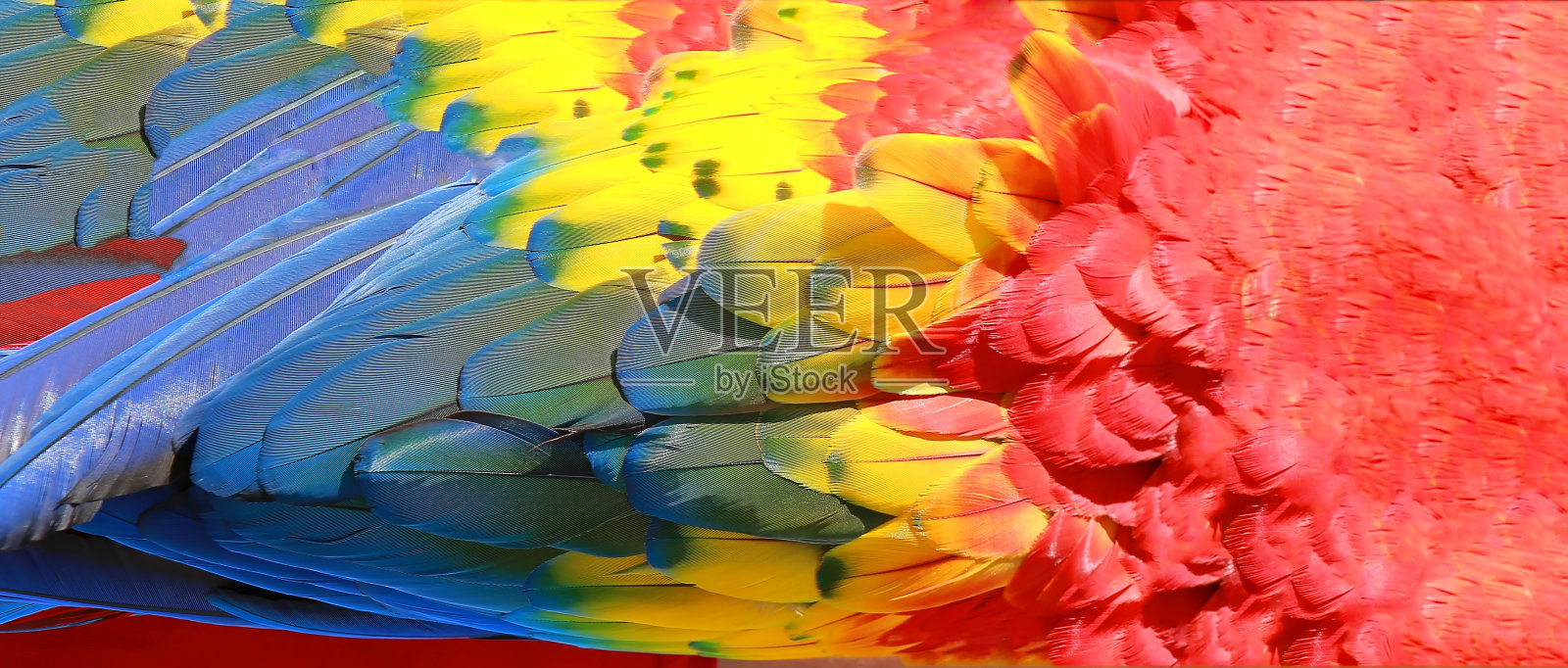 鹦鹉的羽毛，有红、黄、蓝三种奇异的质地照片摄影图片