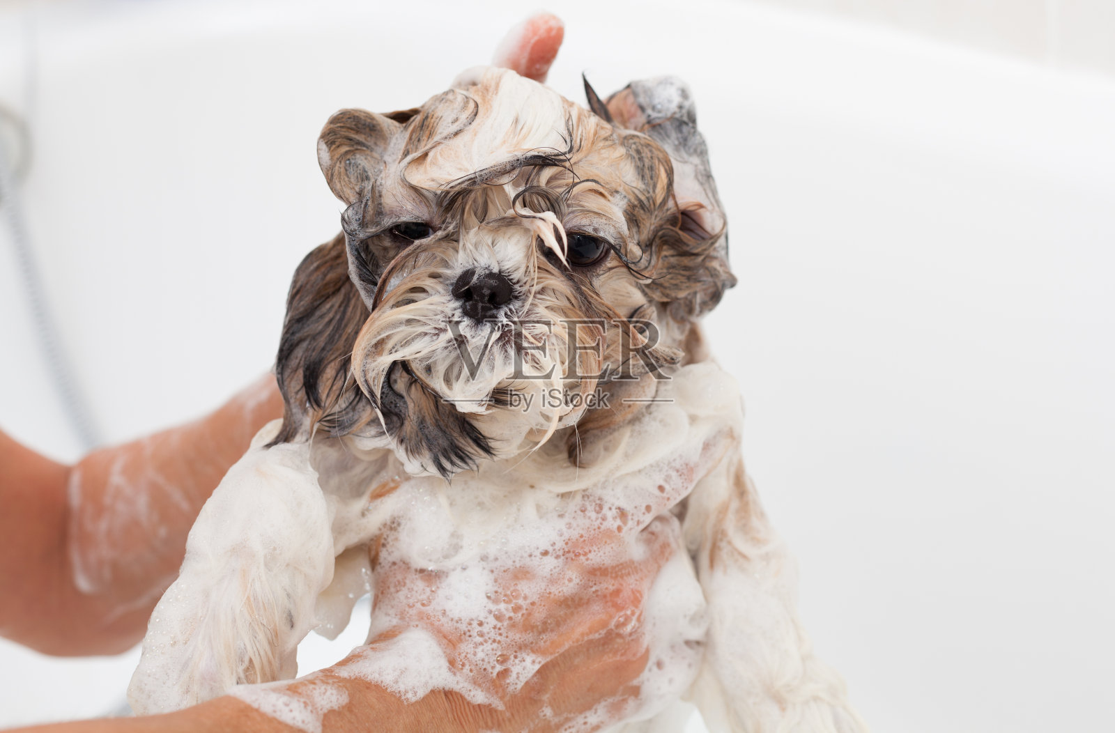 一只狮子狗洗澡照片摄影图片
