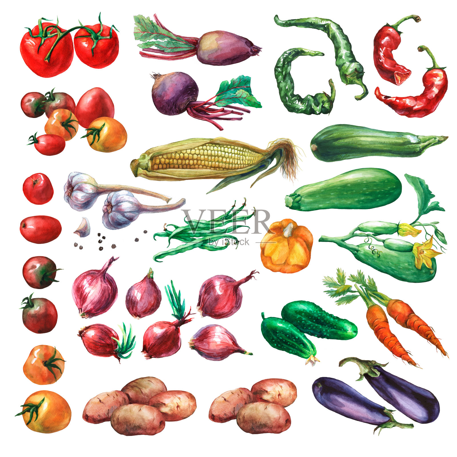 集，收集新鲜蔬菜。手绘水彩画在白色的背景。插画图片素材