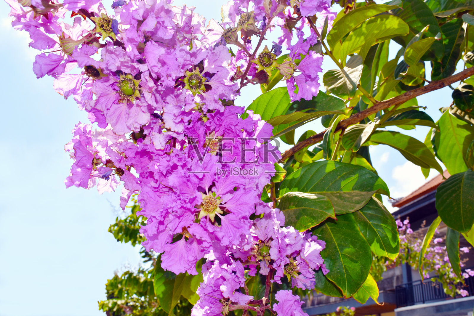 紫薇花盛开在巴厘岛照片摄影图片