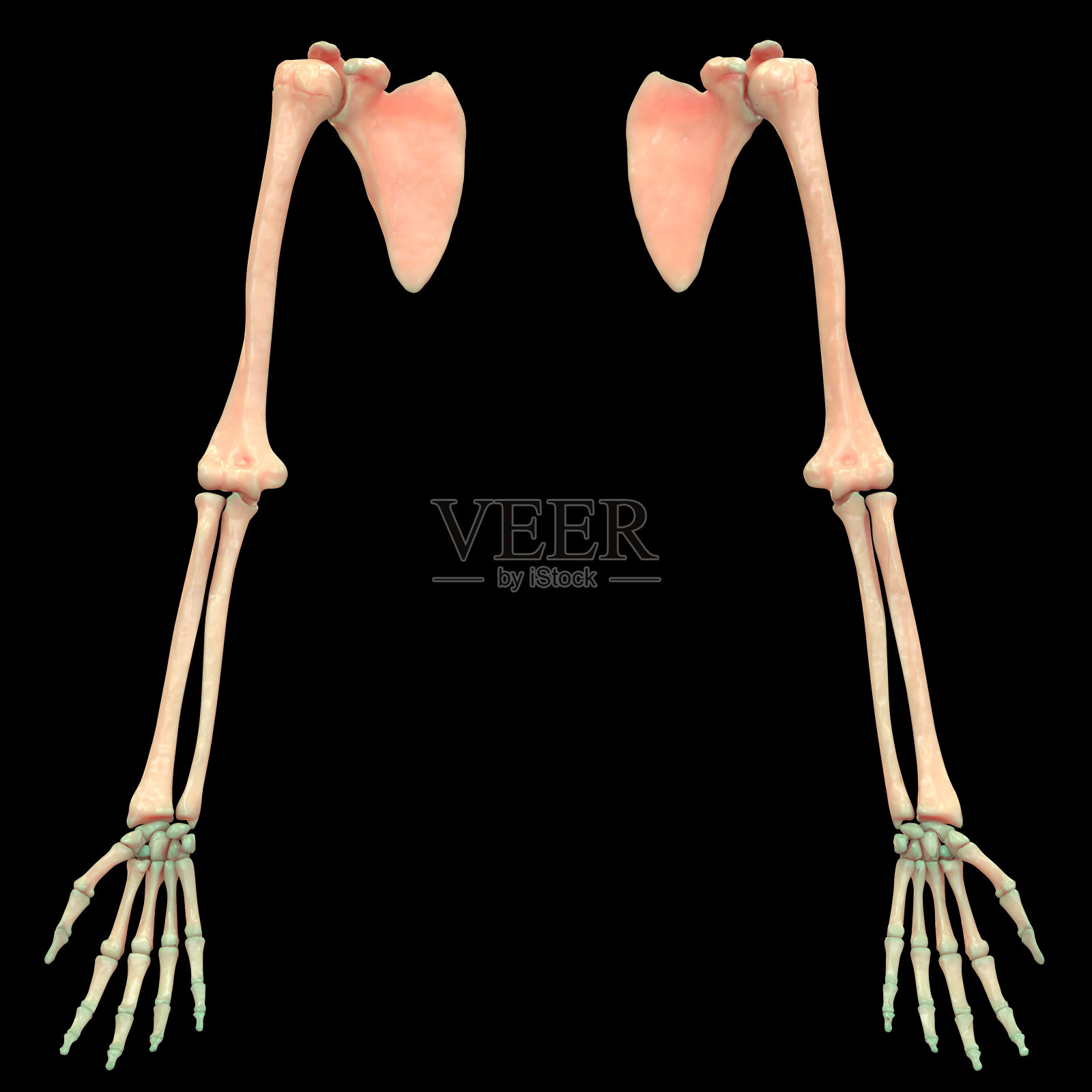 人体骨骼系统手部解剖学(前视图)插画图片素材