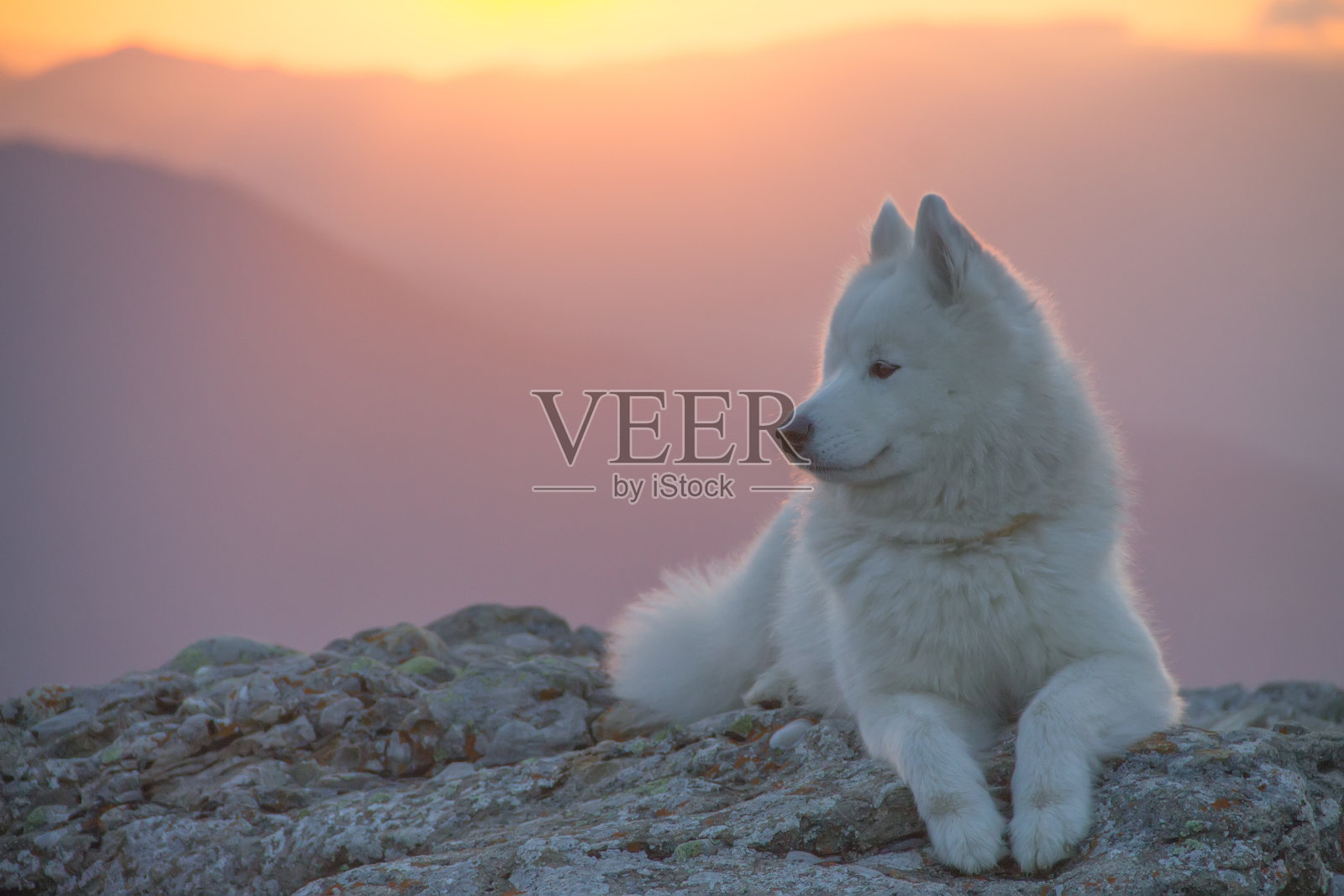 美丽的白色萨摩耶狗站在岩石上照片摄影图片