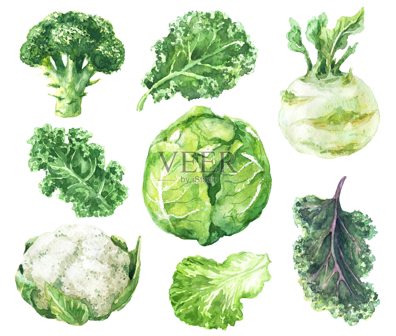 水彩白菜品种集插画图片素材