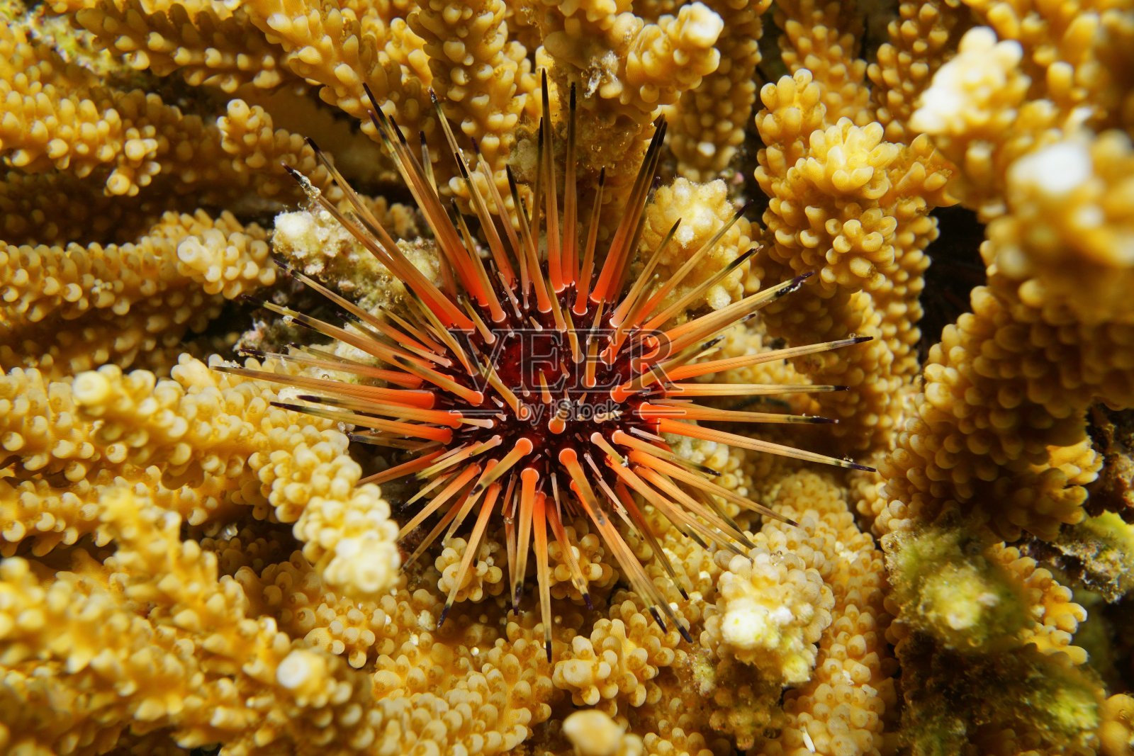 加勒比海珊瑚礁海胆照片摄影图片