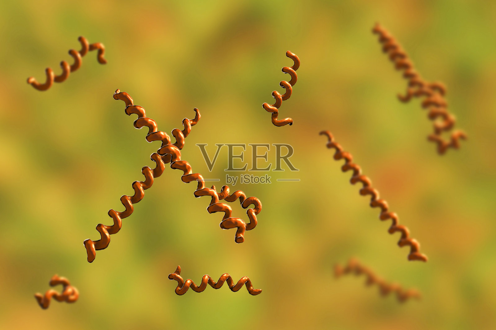 梅毒细菌。梅毒螺旋体照片摄影图片_ID:144709599-Veer图库