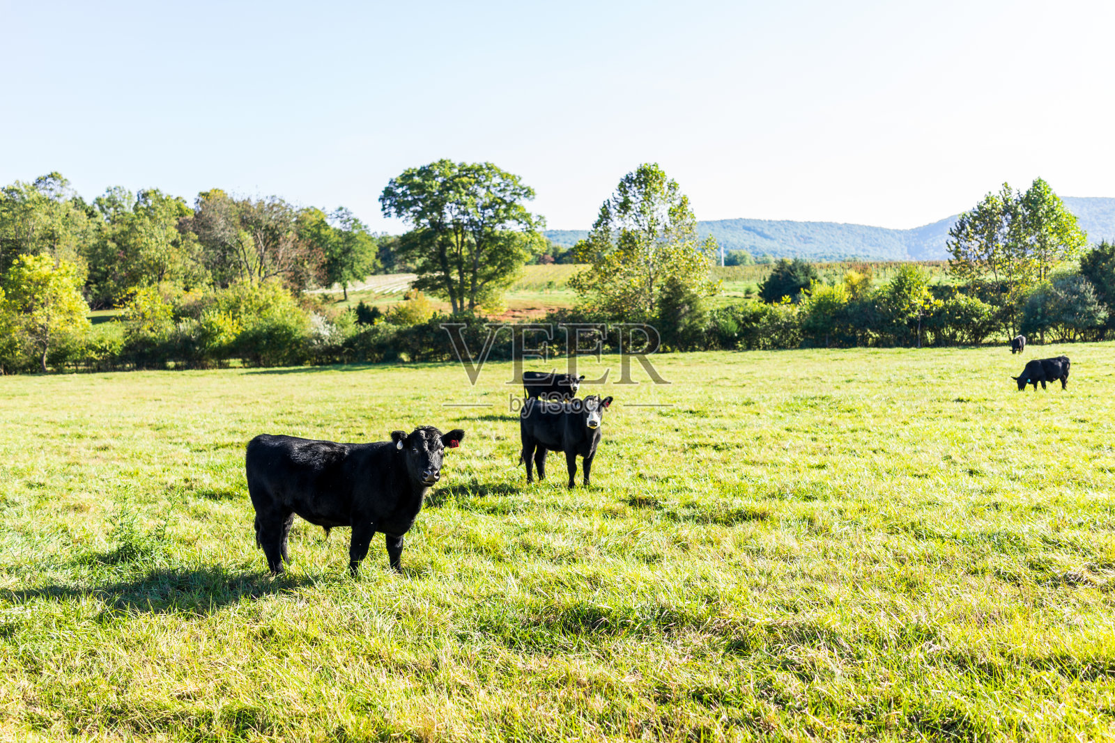 黑色的奶牛在牧场上吃草，凝视着弗吉尼亚农场的乡村草地照片摄影图片