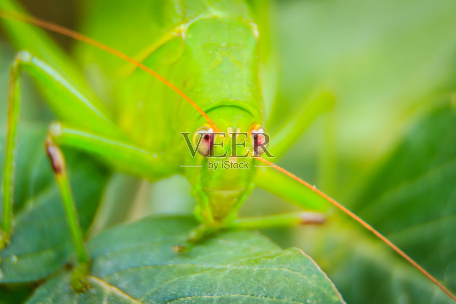 可爱的长角蚱蜢，或螽斯科，或叶蝉栖息在绿色的叶子和绿色的背景上照片摄影图片