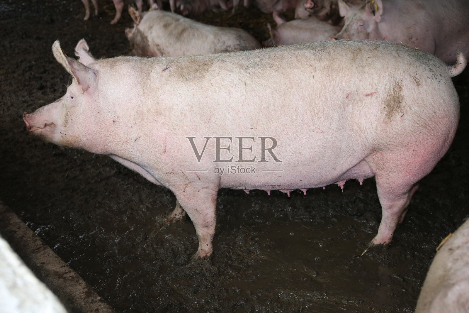 侧面的照片，一个美丽的强大的猪母猪在谷仓照片摄影图片