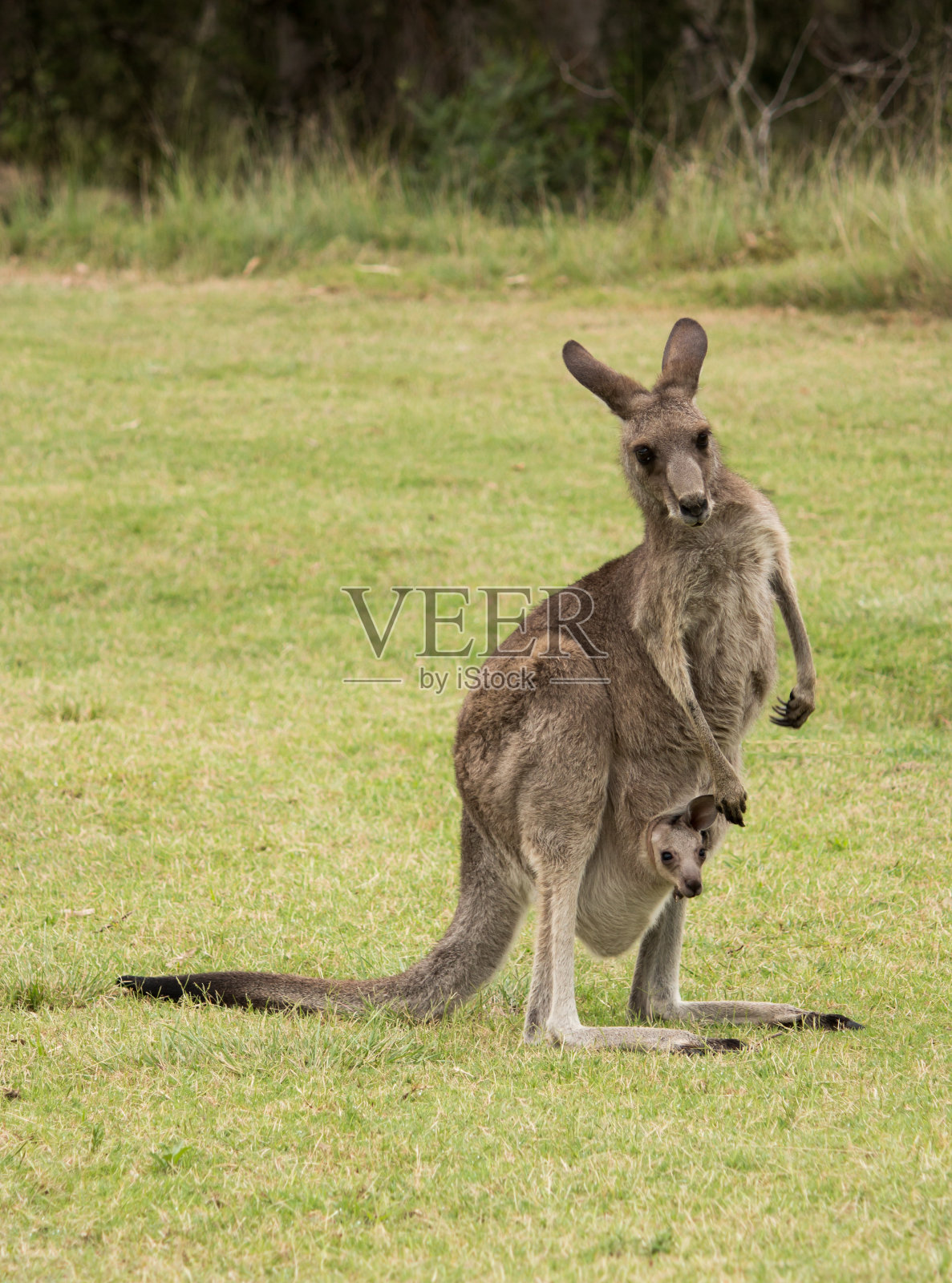 澳大利亚本土袋鼠妈妈和小袋鼠在育儿袋站在田野照片摄影图片