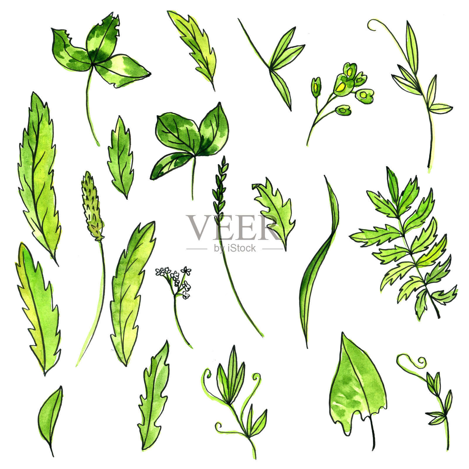 用水彩画绿色的叶子和植物插画图片素材