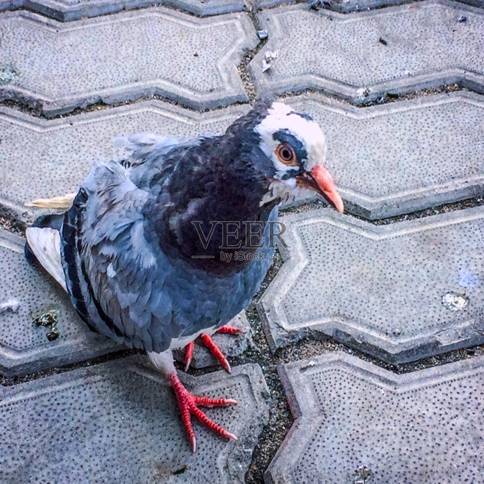 可笑的鸽子站在人行道上照片摄影图片