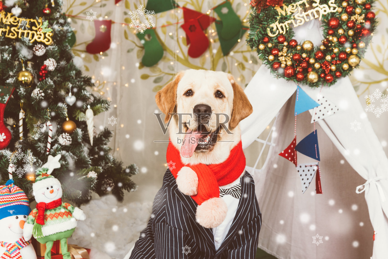 圣诞背景下的一只拉布拉多狗照片摄影图片