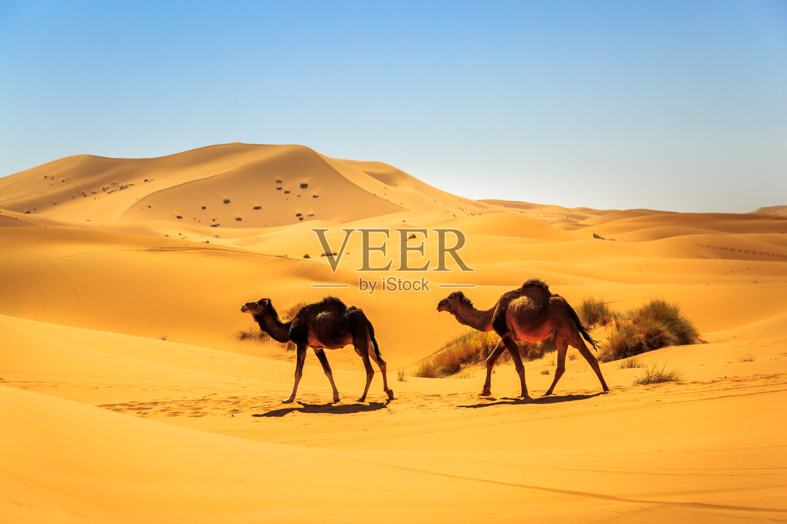在一个阳光明媚的日子里，两只单峰骆驼正走在沙漠的中央照片摄影图片
