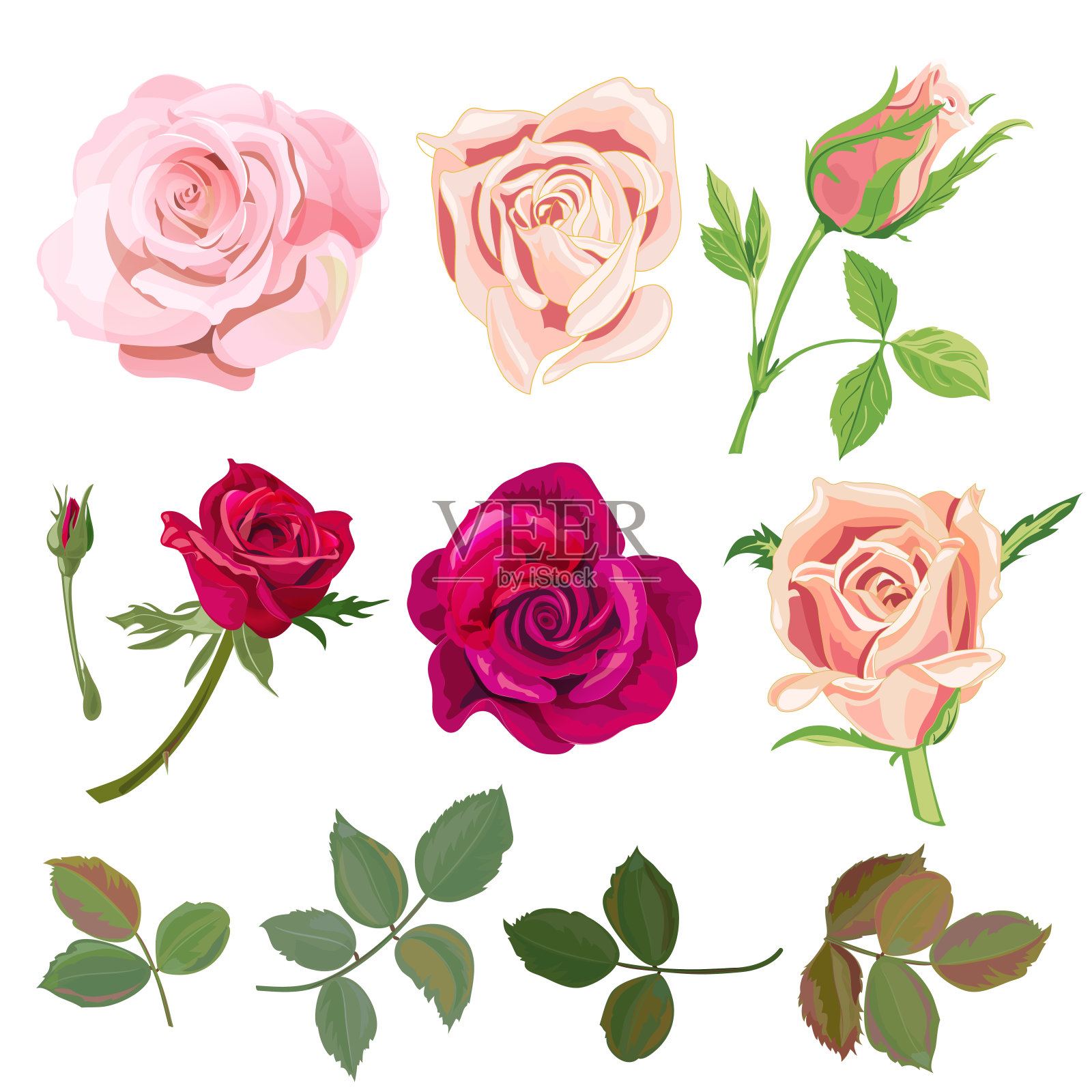 一套玫瑰，粉红色，红色的花和花蕾，绿色的叶子在白色的背景，数字绘制插图，为设计收集，向量设计元素图片
