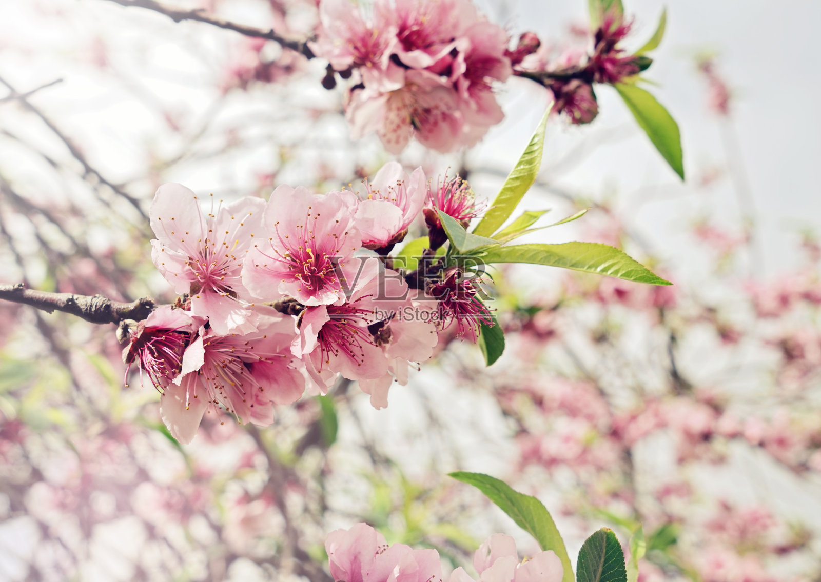 开花的樱花枝，粉红色的花蕾和花照片摄影图片