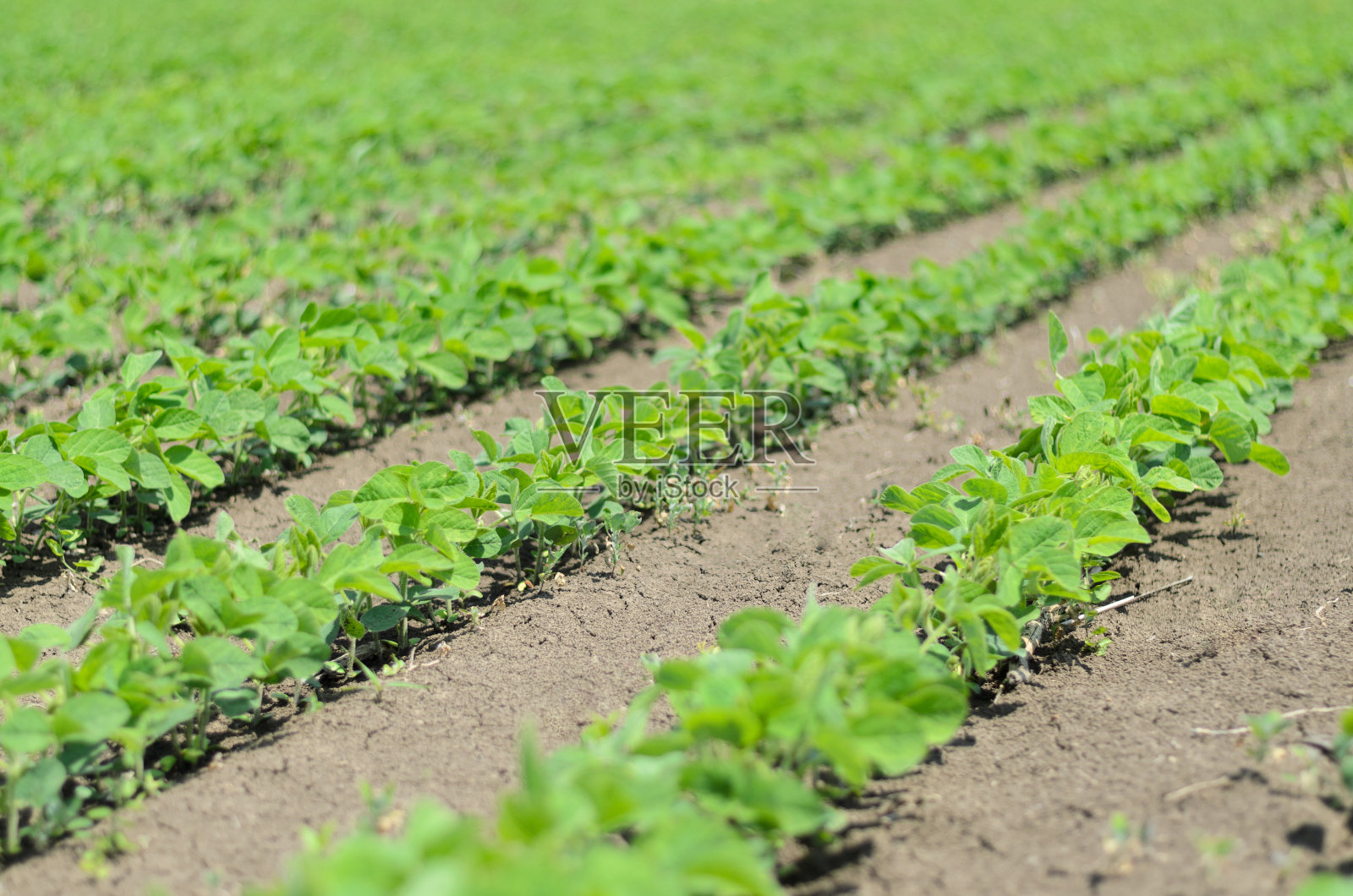 绿色大豆种植田，近距离观察照片摄影图片