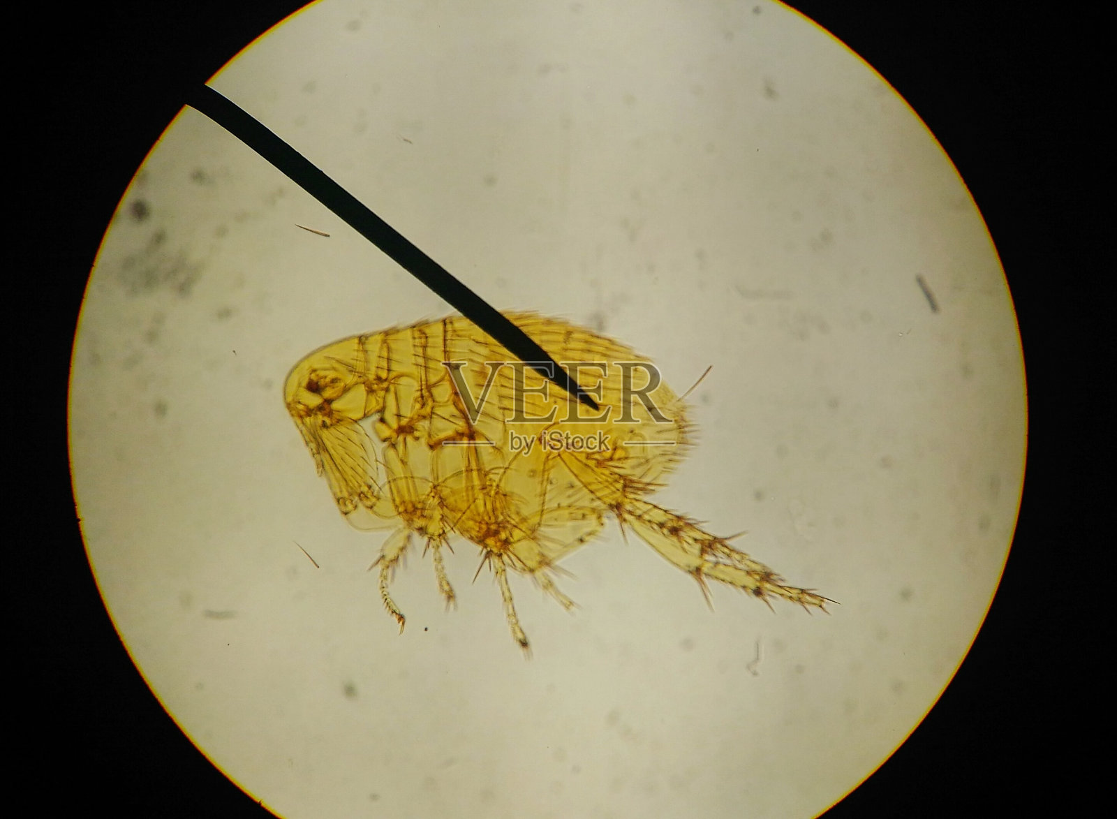 用显微镜近距离观察发现的大型动物寄生虫照片摄影图片