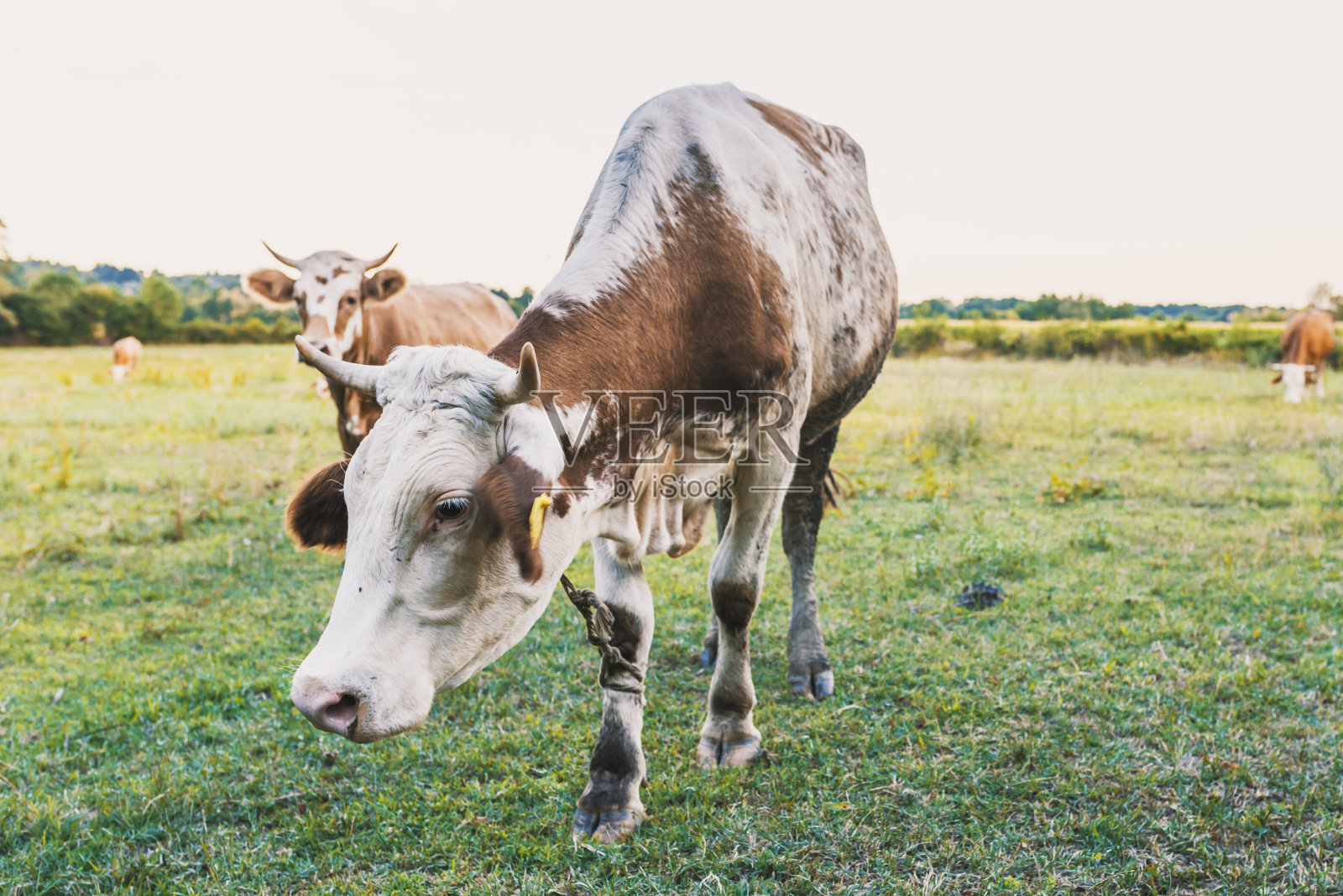 农场牧场上的牛。照片摄影图片