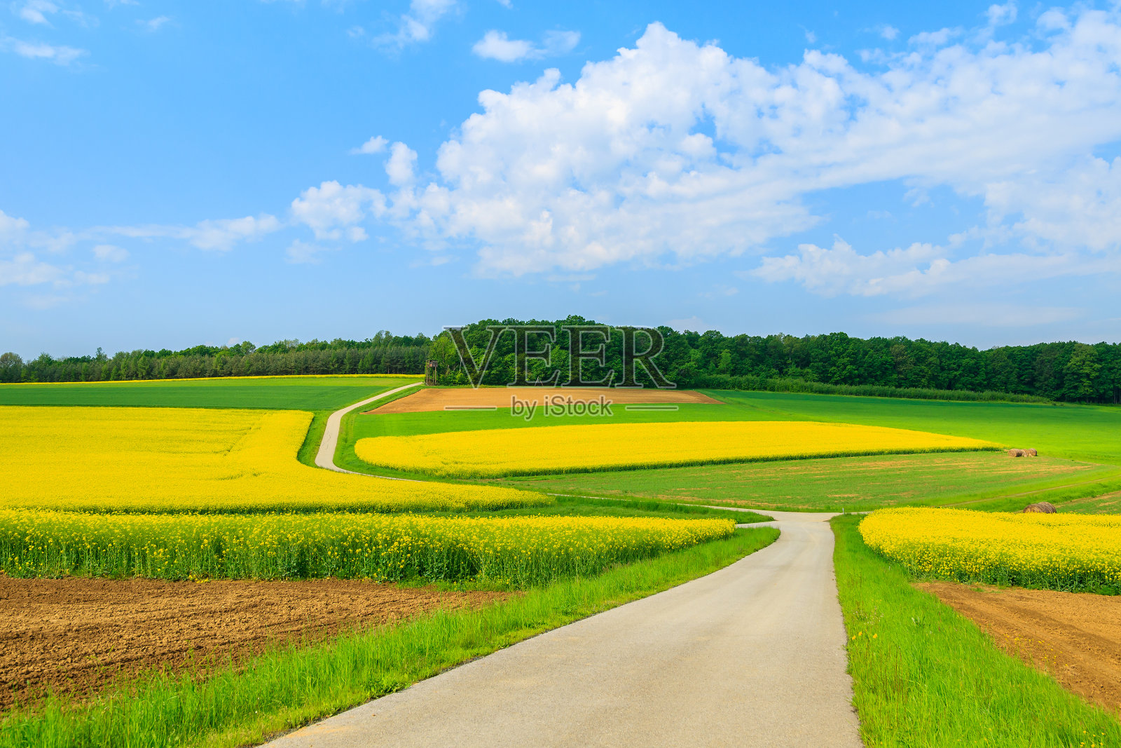 奥地利南部Burgenland，沿着黄色油菜花田和蓝天的乡间小路照片摄影图片