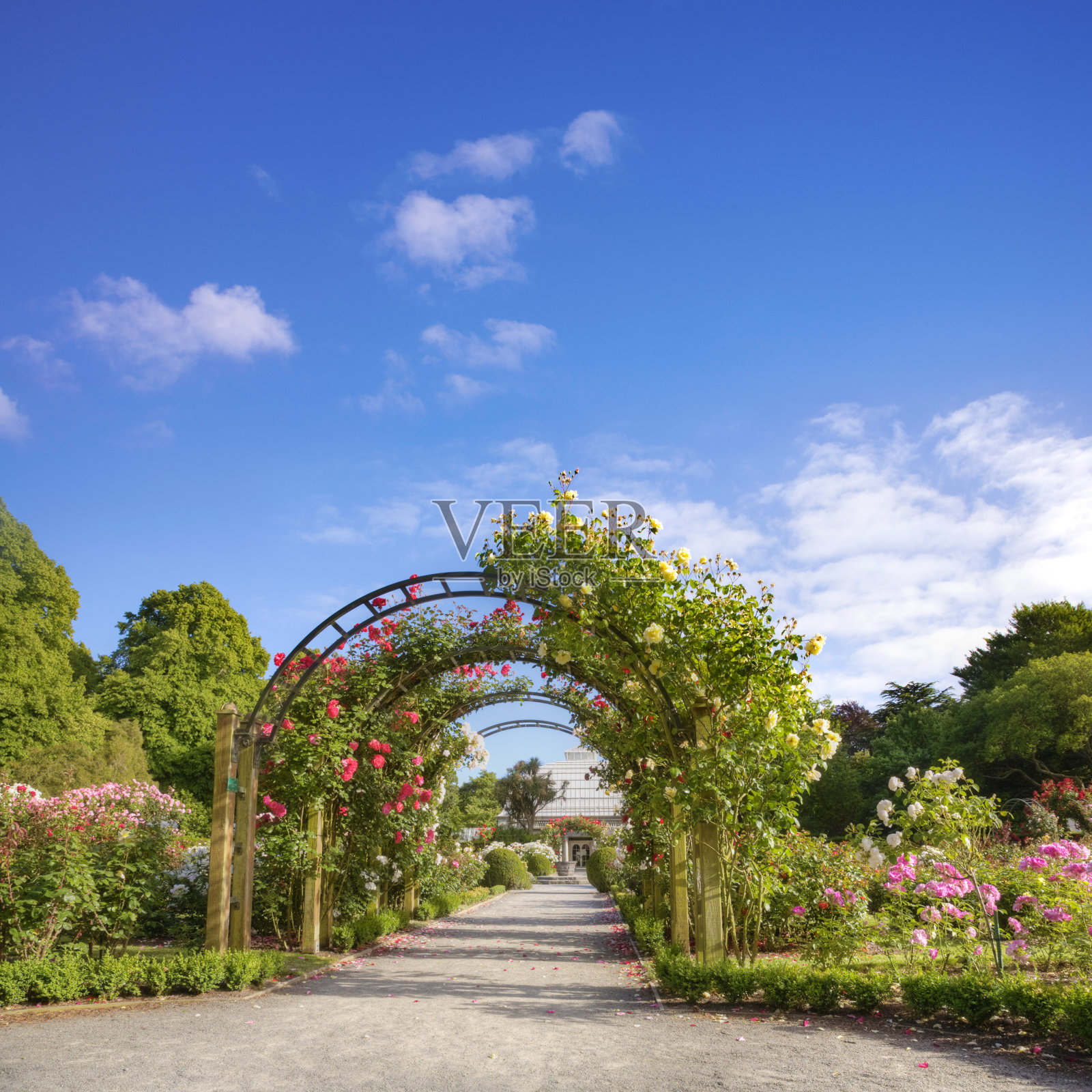 新西兰基督城哈格利公园玫瑰花园夏季照片摄影图片
