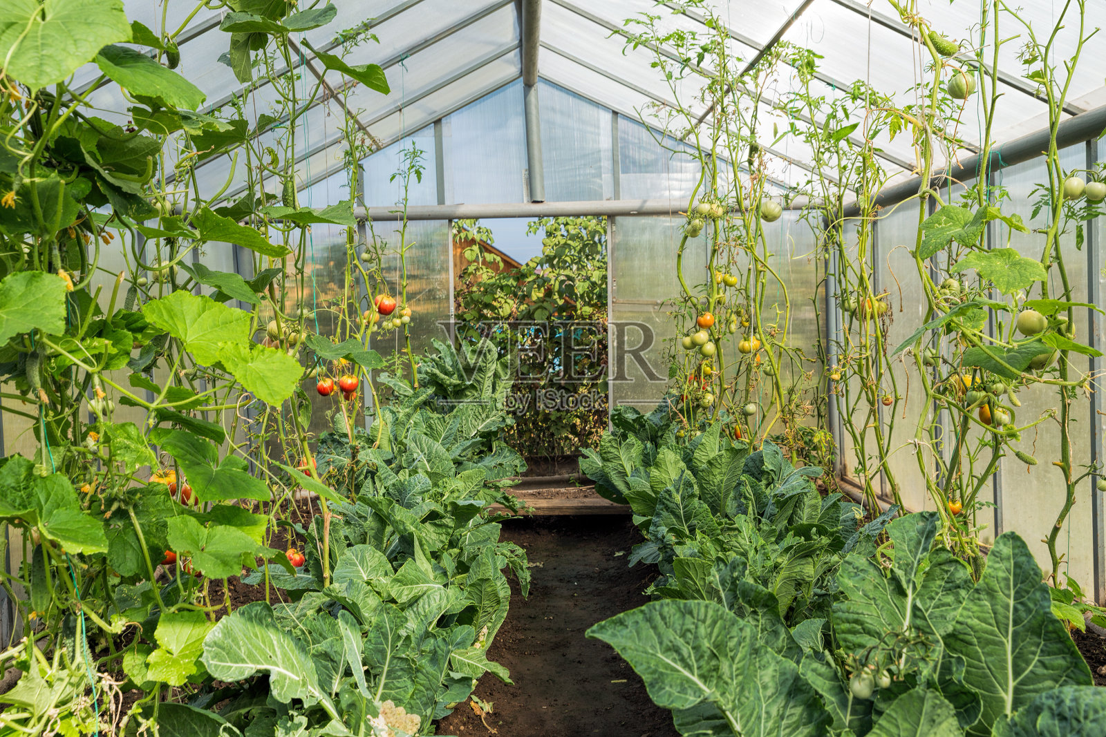 农村温室种植番茄和黄瓜照片摄影图片