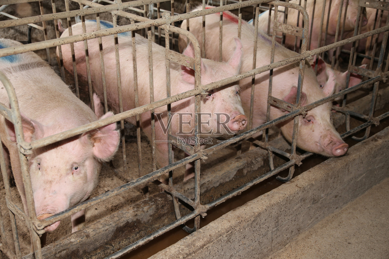 生活在工业化动物农场的马厩中的母猪照片摄影图片