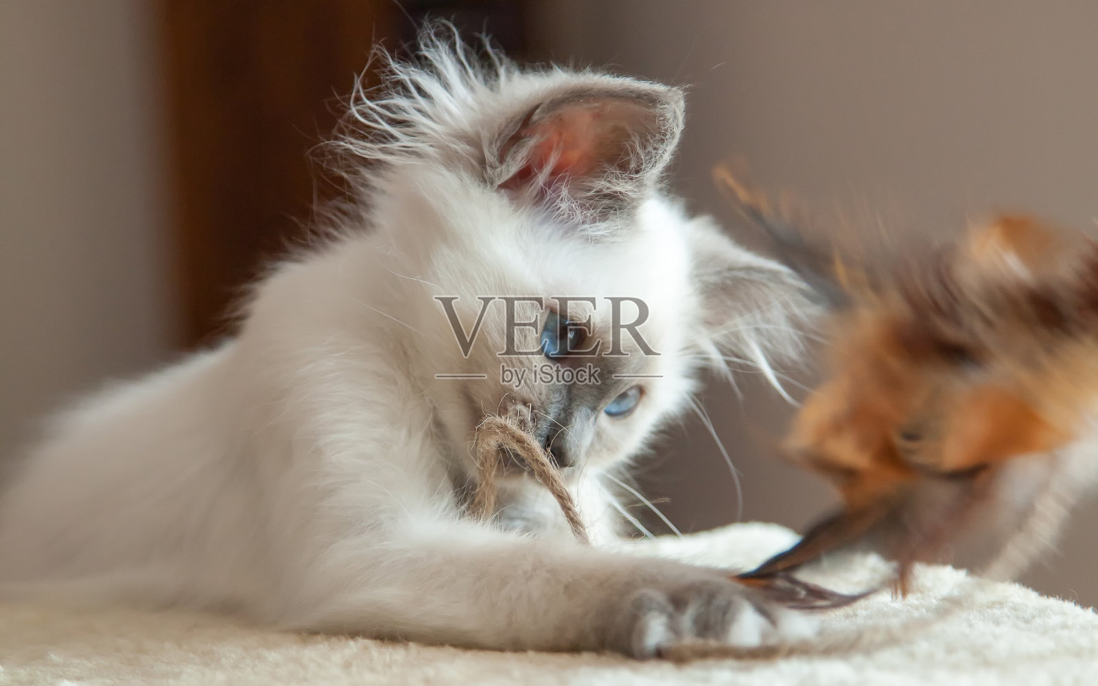白色长毛伯曼猫与蓝色眼睛的肖像。照片摄影图片