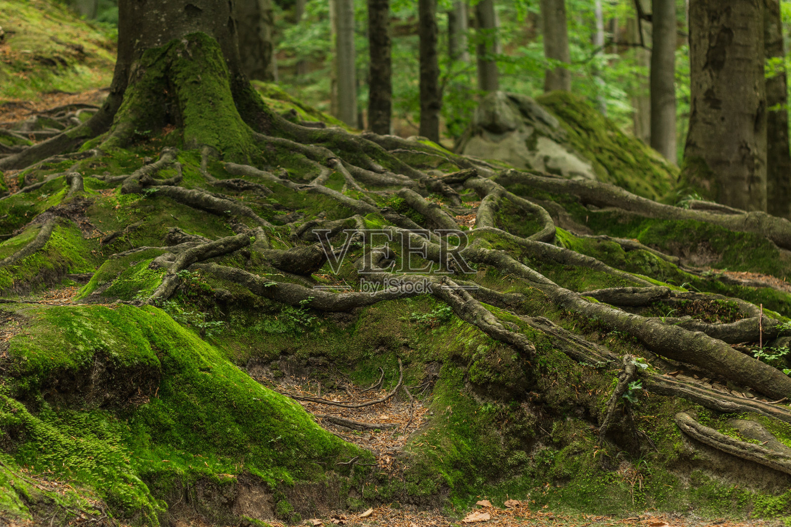 森林里的根被苔藓覆盖着照片摄影图片