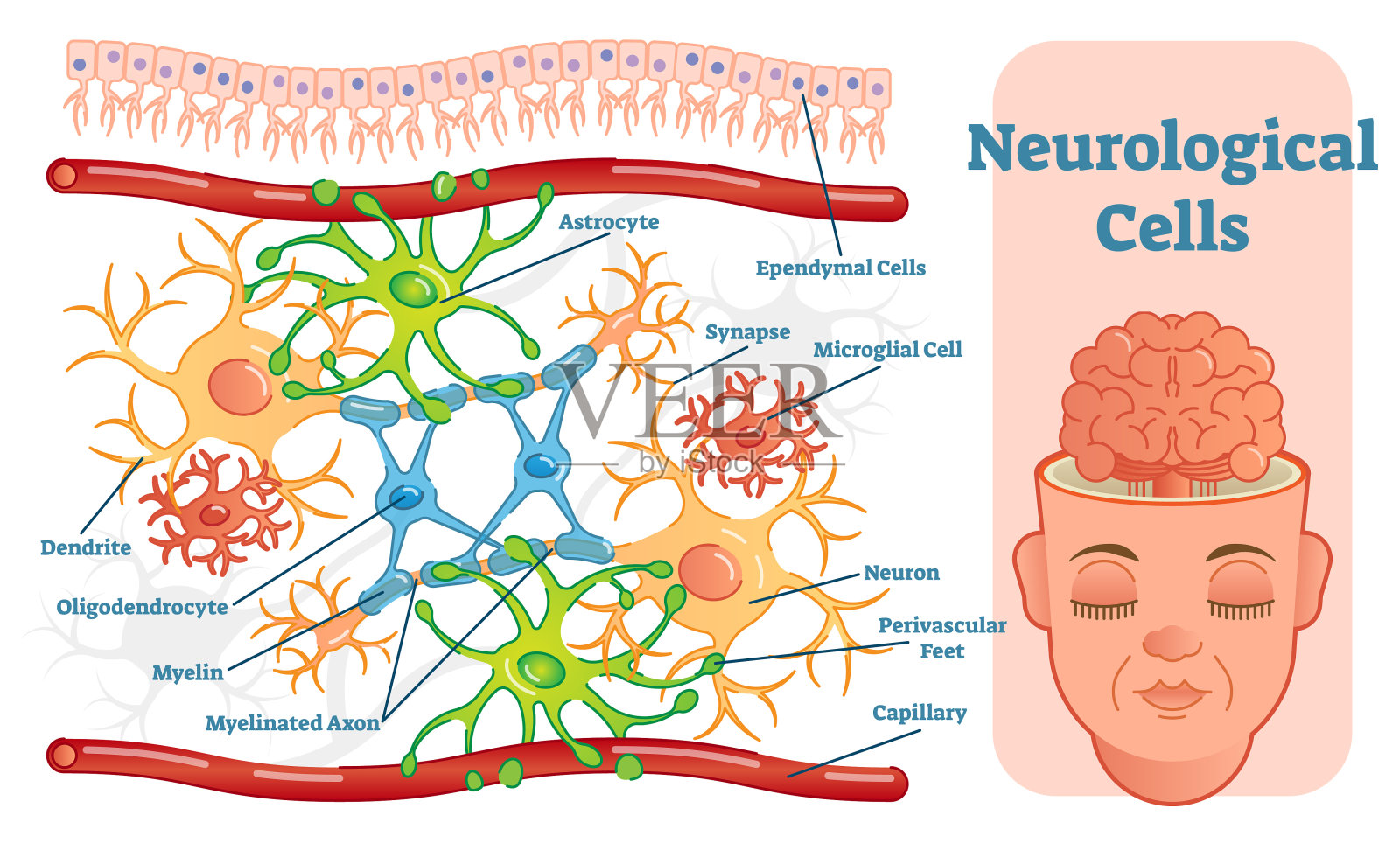 神经细胞载体图解。插画图片素材