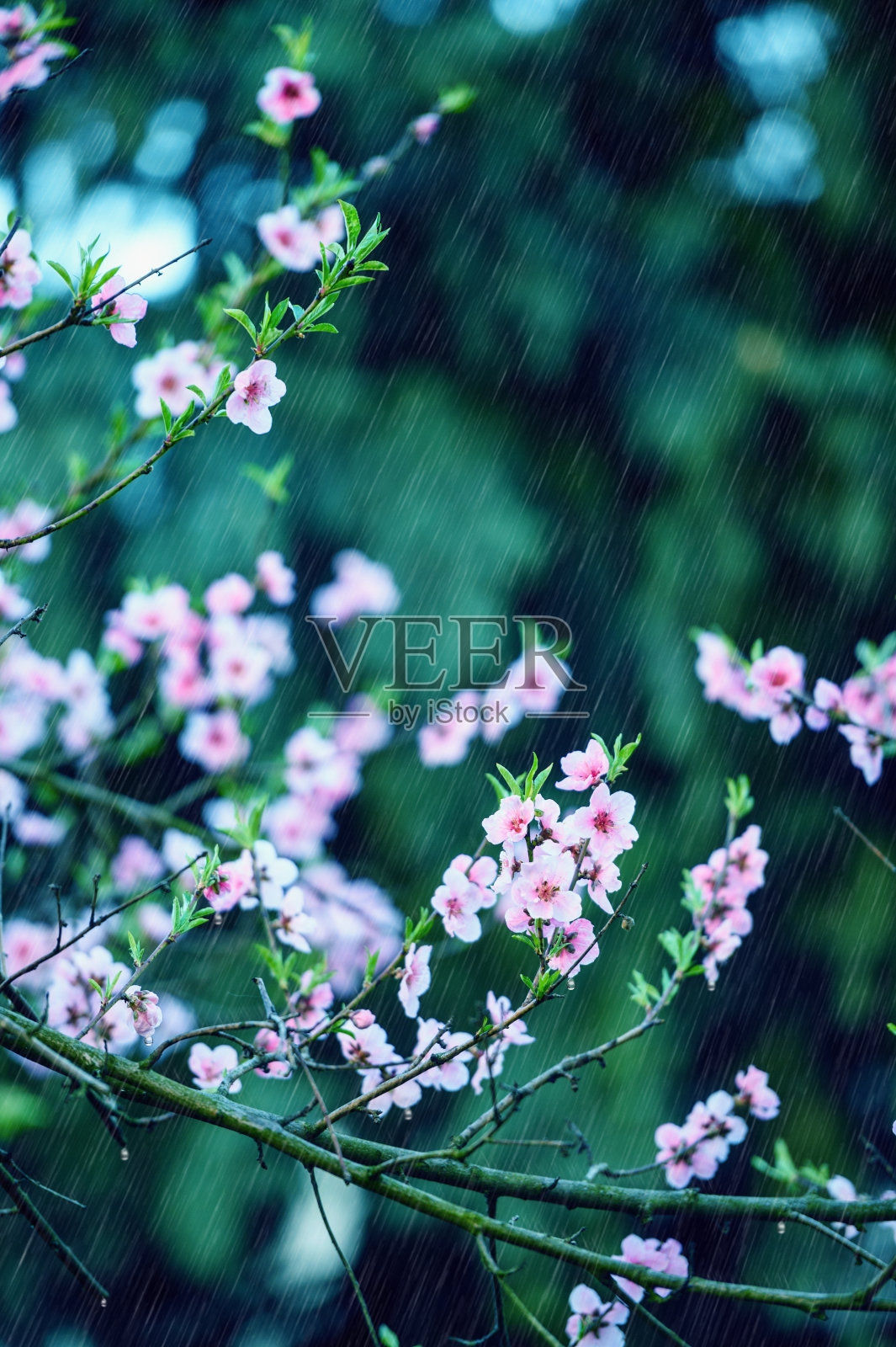 春雨在盛开的桃树上照片摄影图片