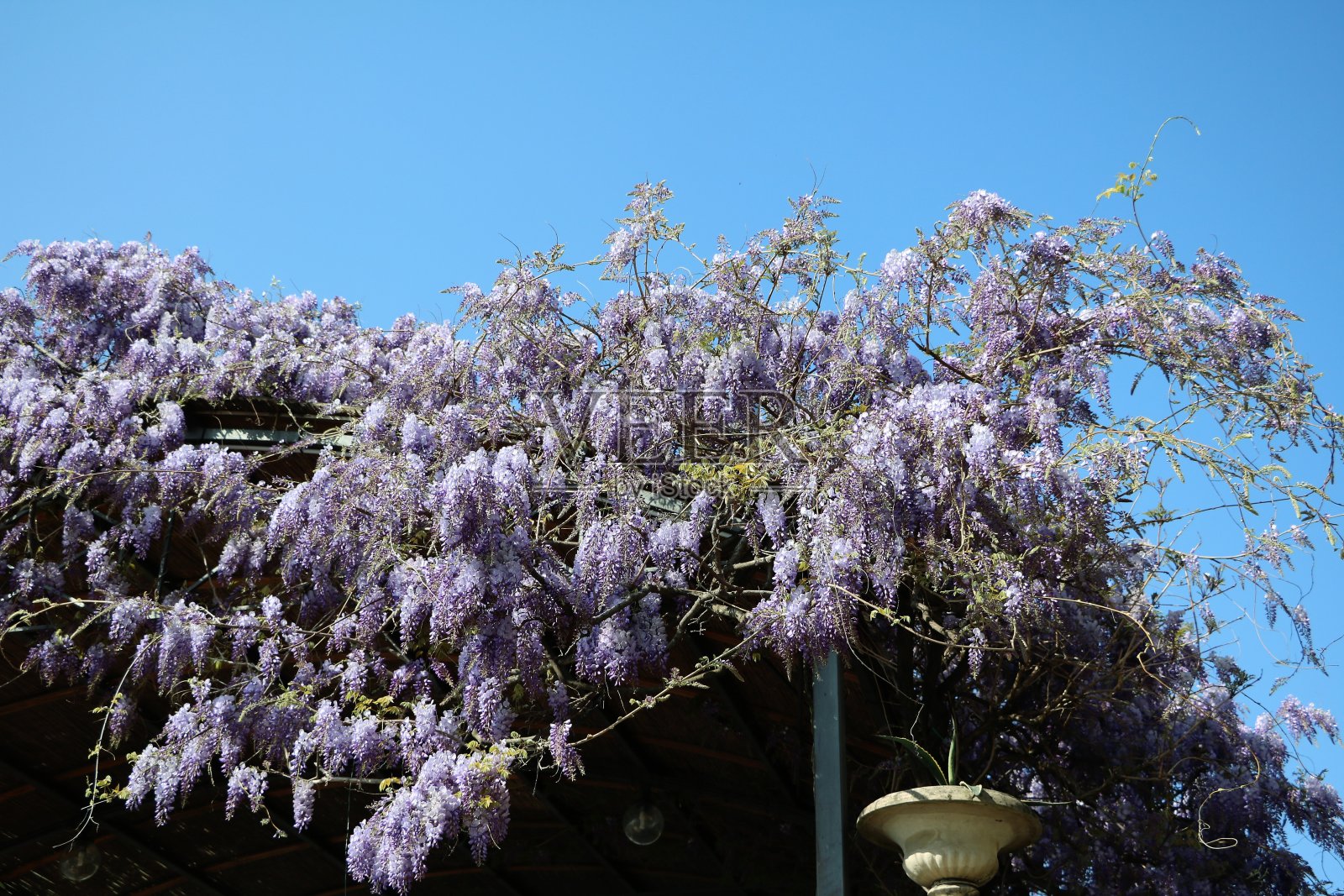 意大利伦巴第Bellagio的科莫湖上的美国紫藤照片摄影图片