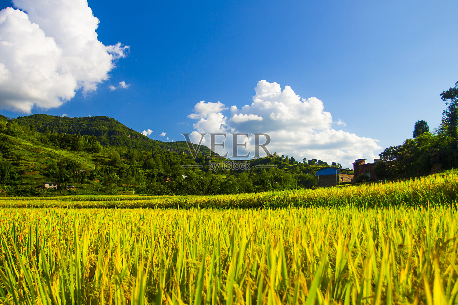 秋天，农村的稻田在中国。照片摄影图片