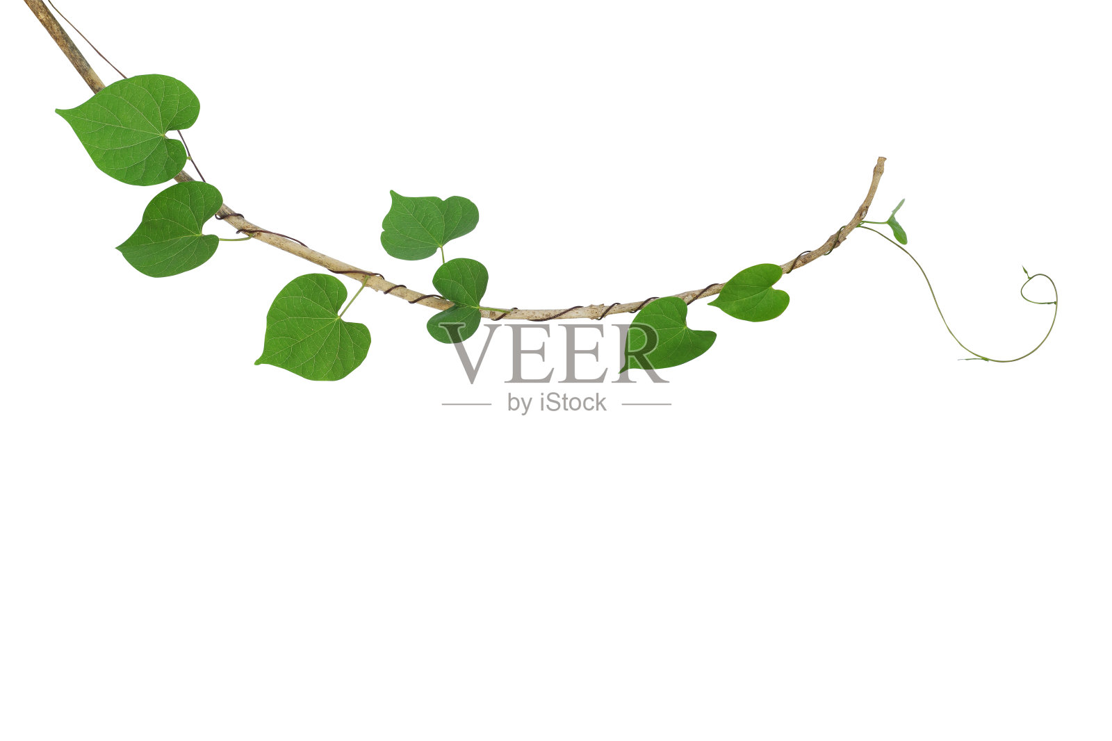 心形的绿叶攀缘藤蔓植物，九轮草缠绕在干燥的树枝孤立在白色的背景，修剪路径包括。照片摄影图片