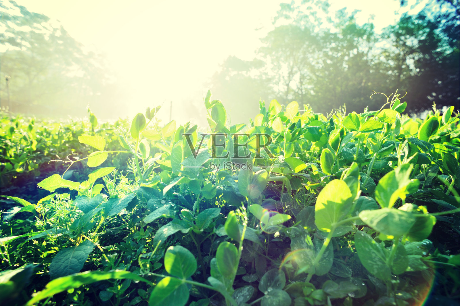 在日出的田野上生长的绿色豌豆照片摄影图片