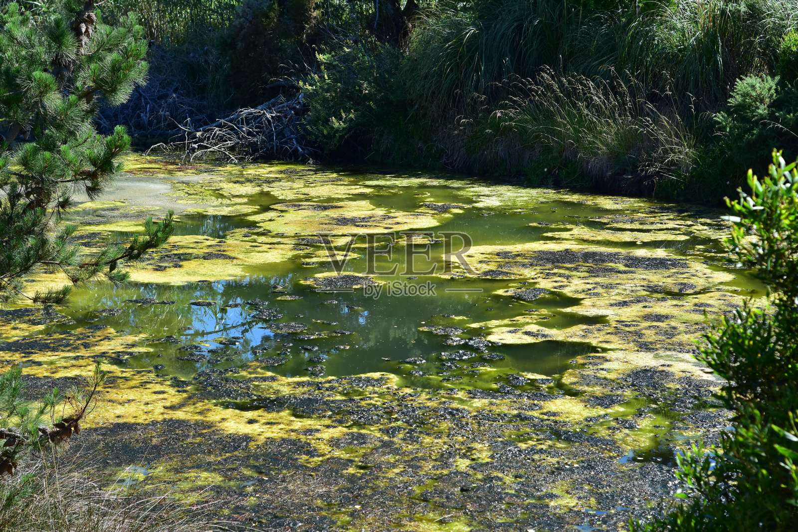 池塘里藻类大量繁殖照片摄影图片