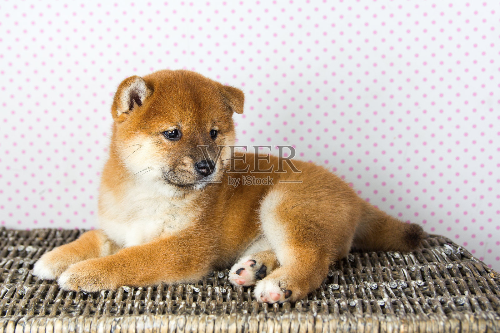 可爱的小狗品种日本柴犬照片摄影图片