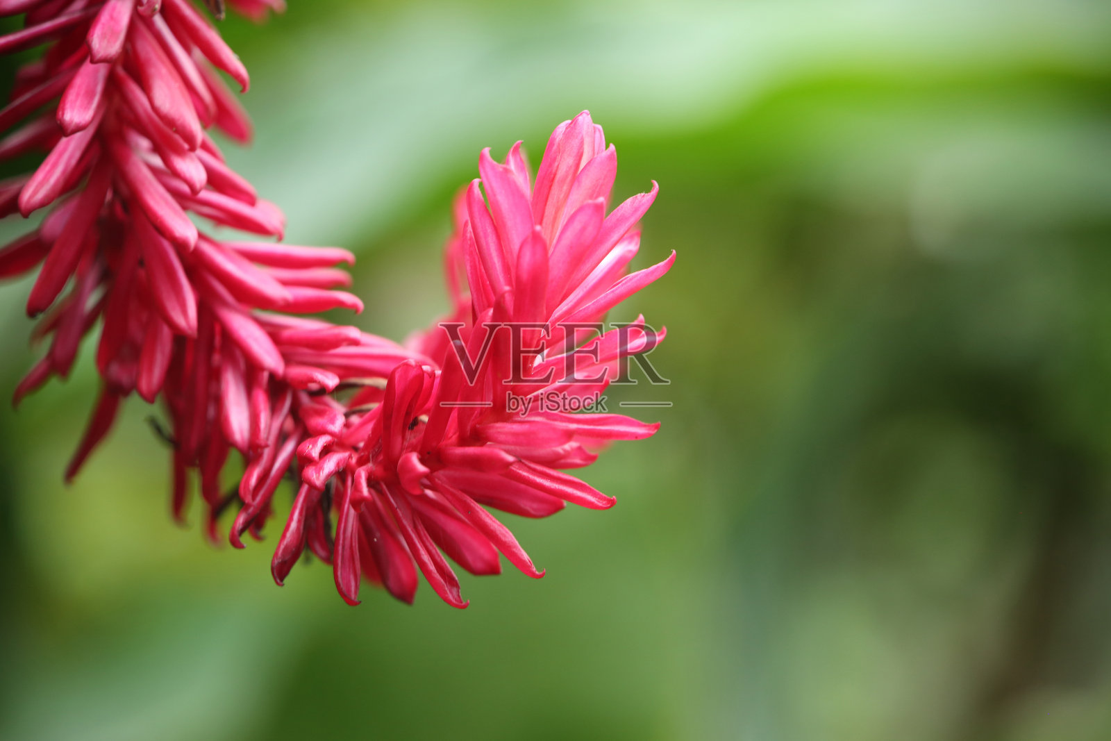 紫高丽，红姜，又称驼鸟羽和粉锥姜，是一种背景为绿色的粉红色热带花卉。也有拷贝空间，圣卢西亚，加勒比。照片摄影图片