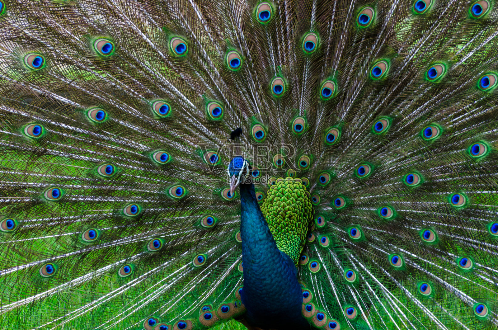 孔雀，孔雀美丽的尾巴显示图案绿色斑点pavo criatus照片摄影图片